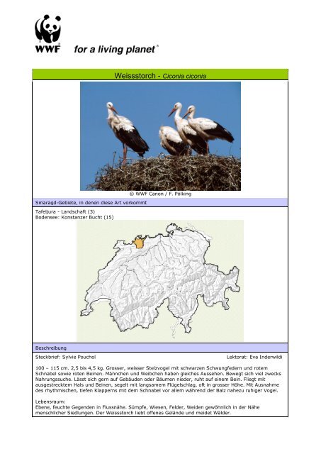 Weissstorch - Ciconia ciconia - WWF Schweiz