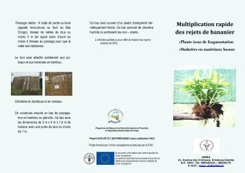 Multiplication rapide des rejets de bananier : plants issus ... - Reafor.cd