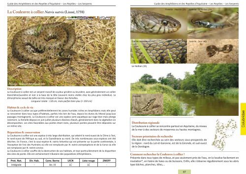 Guide des Amphibiens et Reptiles d'Aquitaine - Conseil Régional d ...