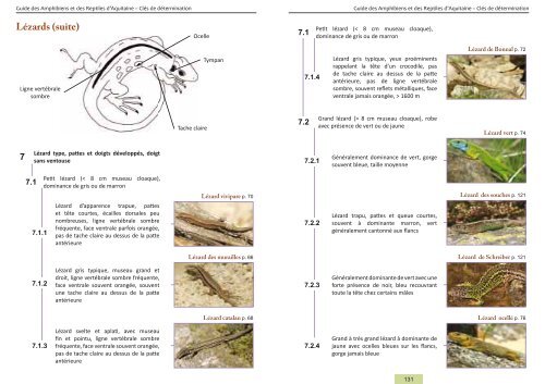 Guide des Amphibiens et Reptiles d'Aquitaine - Conseil Régional d ...