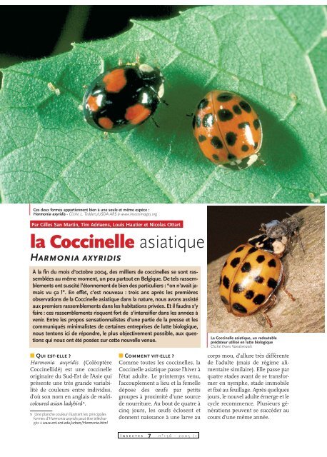 Comment reconnaître la larve et l'adulte de coccinelle à 7 points ?