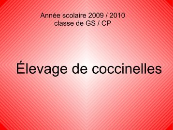Élevage de coccinelles