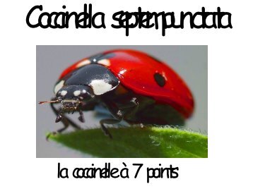 la coccinelle à 7 points