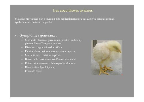 Les coccidioses des volailles - Académie Vétérinaire de France