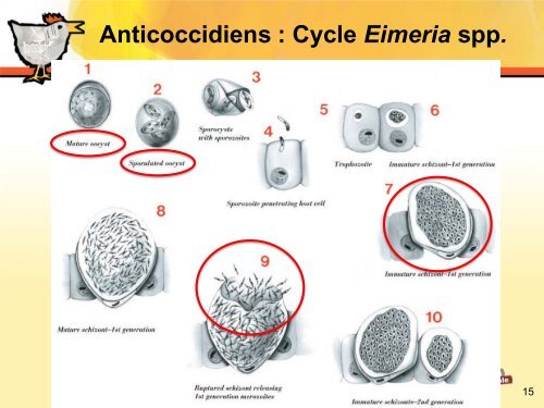 Anticoccidiens : chimiques - AQINAC