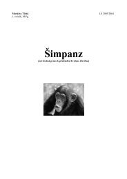 Šimpanz - Atrey