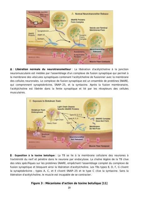 Graphique 1 - Faculté de Médecine et de Pharmacie de Fès