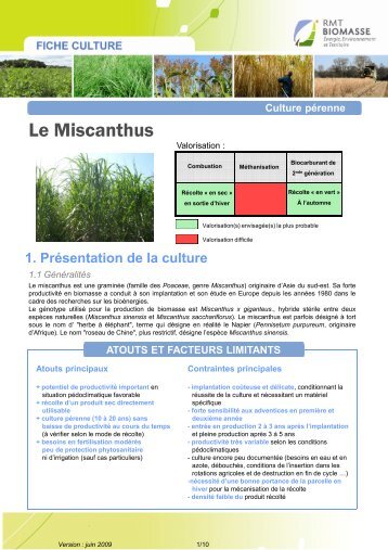 Le Miscanthus - Biomasse-territoire.info