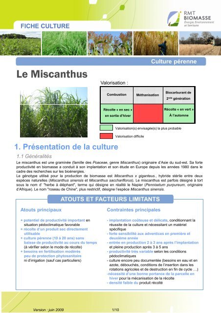 Le Miscanthus - Biomasse-territoire.info