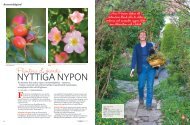 Expressen Trädgård sept 2012 – Nyponreportage - Lisa Ising
