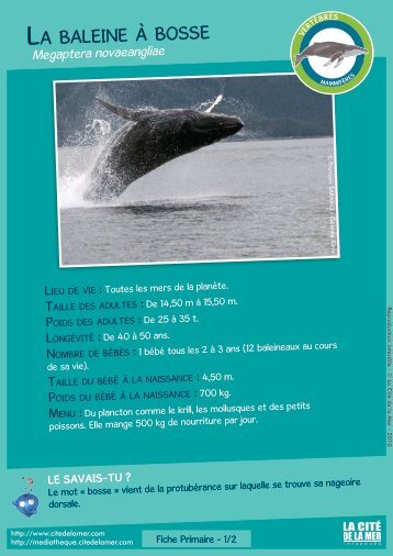 Fiches especes Primaires – La baleine à bosse - Médiathèque – La ...