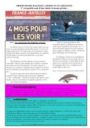 OBSERVER DES BALEINES A BOSSE EN GUADELOUPE : C' est ...