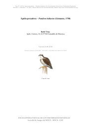 Águila pescadora – Pandion haliaetus - Enciclopedia Virtual de los ...