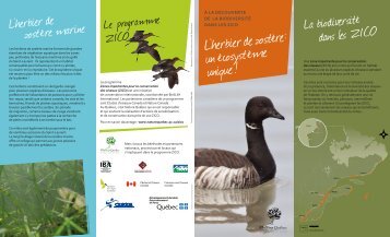 L'herbier de zostère marine La biodiversité dans ... - Nature Québec