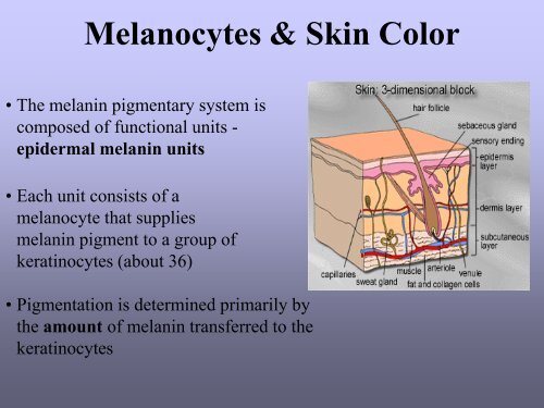 Benign skin tumor ( non – vascular )