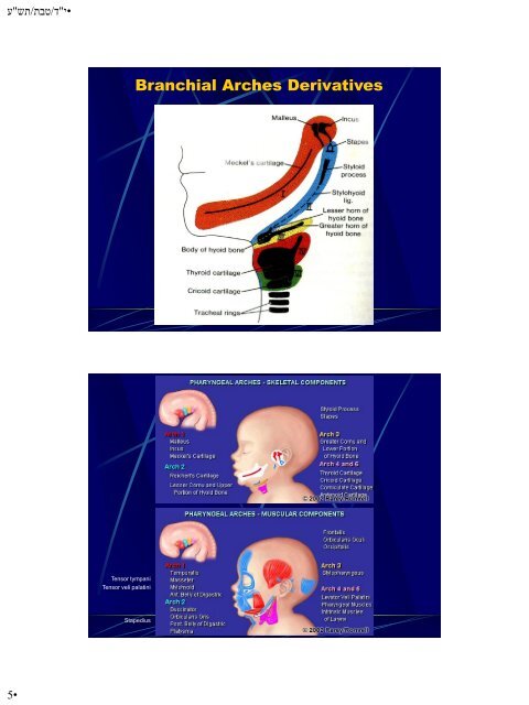 Hypoplasia-Hyperplasia