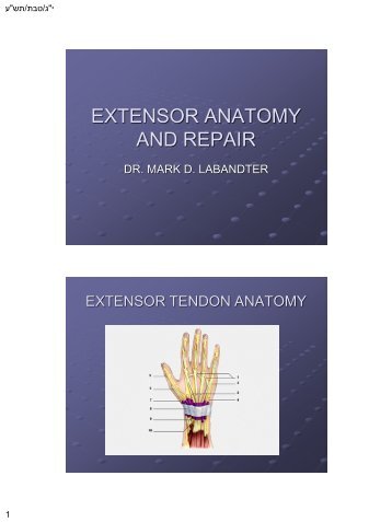 EXTENSOR ANATOMY AND REPAIR