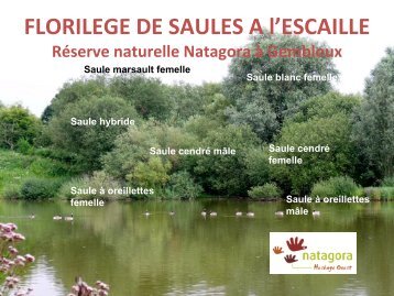 Animation saules.pdf - Natagora