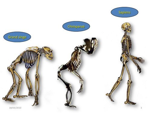 Rachis cervical