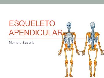 Osteologia II (apendicular).pdf - Molar