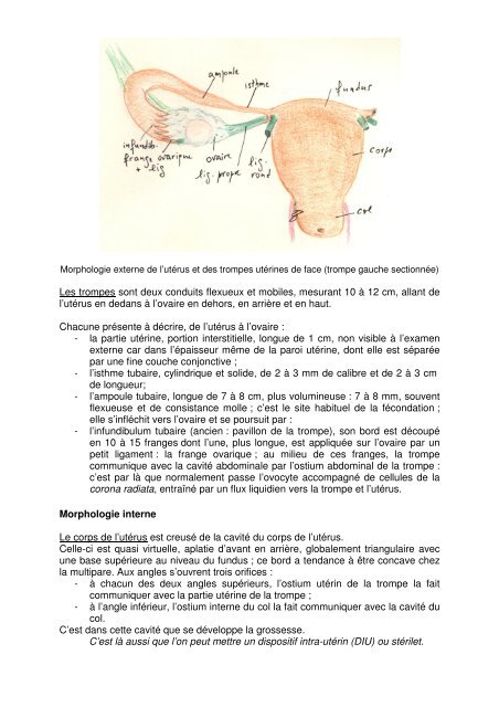 Organes génitaux internes de la femme