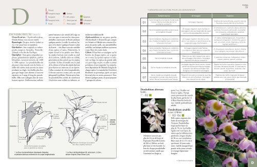 DENDROBIUM Swartz - Ulmer