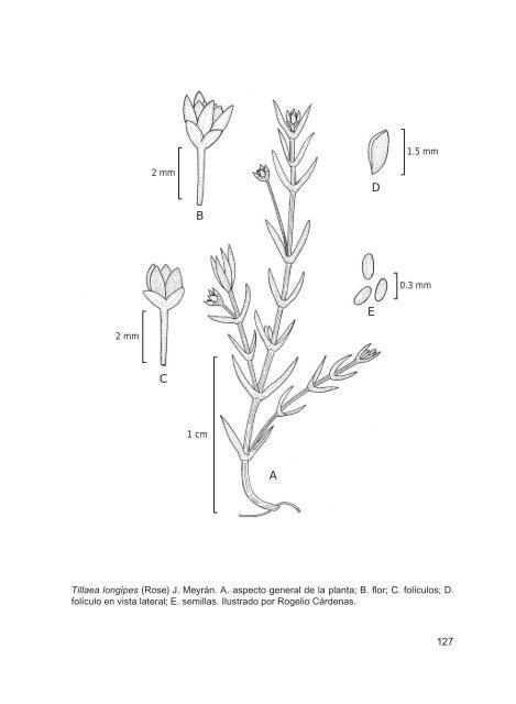 flora del bajío y de regiones adyacentes - Instituto de Ecología, A.C.