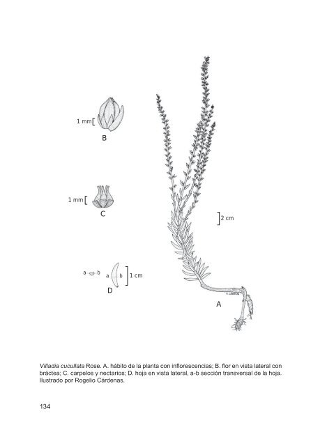 flora del bajío y de regiones adyacentes - Instituto de Ecología, A.C.