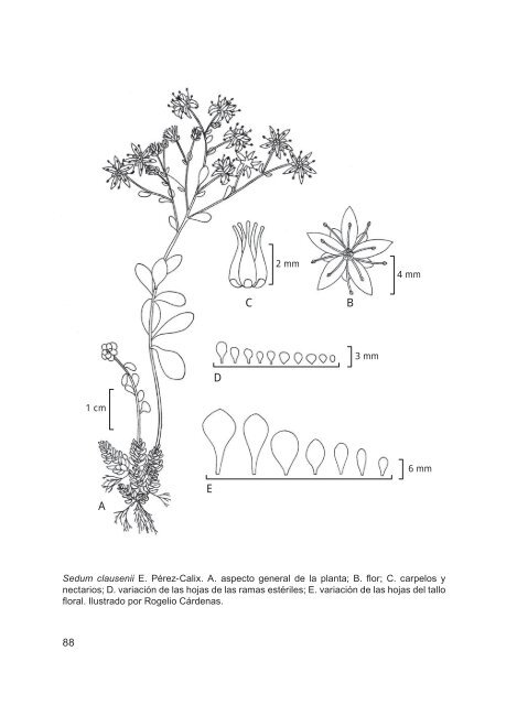 flora del bajío y de regiones adyacentes - Instituto de Ecología, A.C.