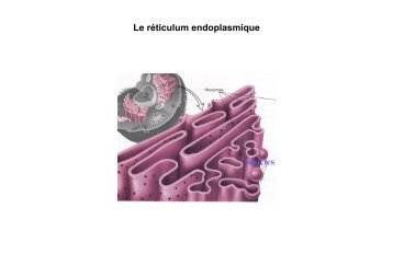 Le réticulum endoplasmique