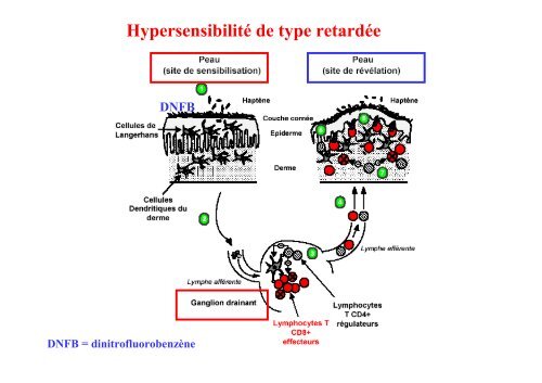 AGPI - Lipides et signalisation cellulaire