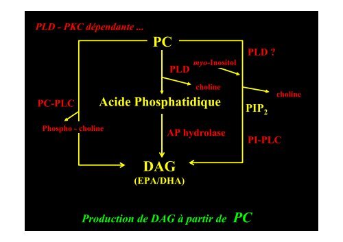 AGPI - Lipides et signalisation cellulaire