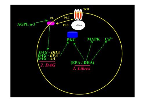 AGPI - Lipides et signalisation cellulaire