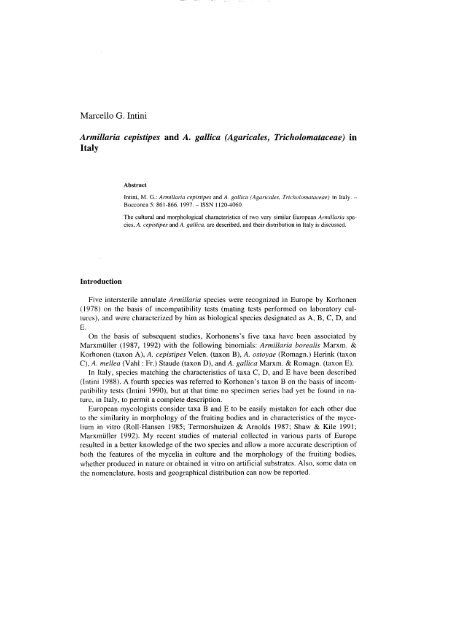 Armillaria cepistipes and A. gallica (Agaricales ... - Herbmedit.org