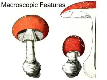 Macroscopic Features - Mushroom Observer