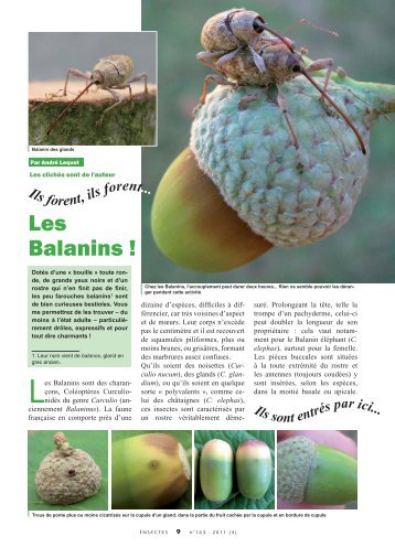 Les balanins / Insectes n° 163 - Inra