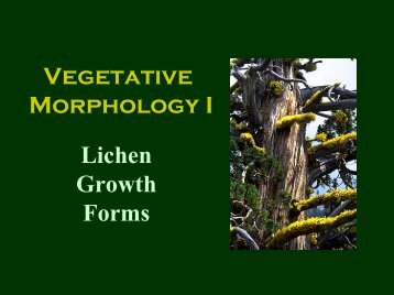 Vegetative Morphology