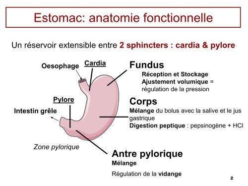 6bis- Physiologie de l'estomac