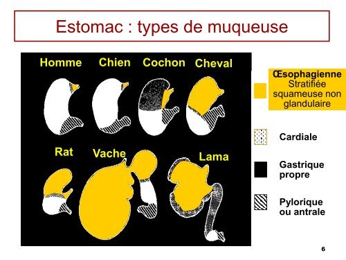 6bis- Physiologie de l'estomac