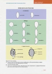 SPORE SHAPE AND STRUCTURE o globo,e A. Symmetry ... - ACIAR