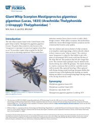 Giant Whip Scorpion Mastigoproctus giganteus giganteus - EDIS ...