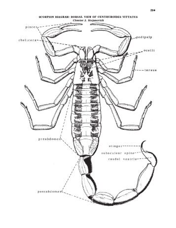 CDC Scorpions