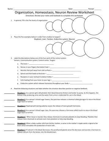 Organization, Homeostasis, Neuron Review Worksheet