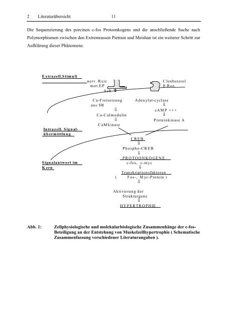 Isolierung und Charakterisierung des porcinen c-Fos ...