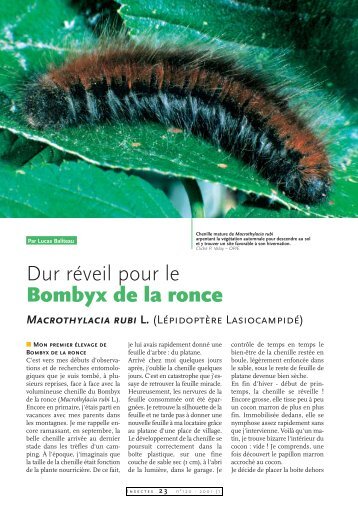 Le Bombyx de la ronce / Insectes n° 120