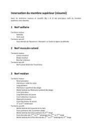 Innervation du membre supérieur (résumé)