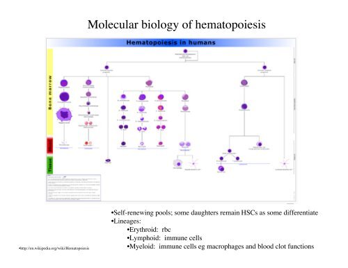 Lecture 7 - Genome Tools