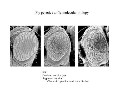 Lecture 7 - Genome Tools