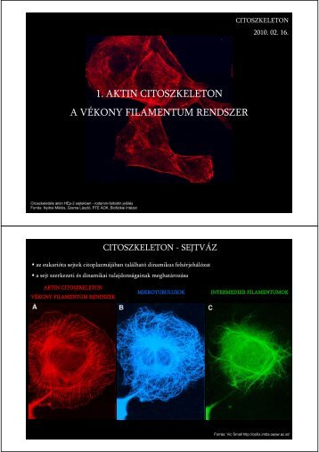 1. aktin citoszkeleton a vékony filamentum rendszer - Biofizikai Intézet