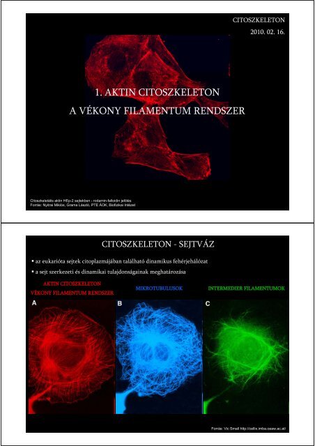 1. aktin citoszkeleton a vékony filamentum rendszer - Biofizikai Intézet